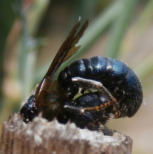 Réf. 167 434 : Ceratina chalcites