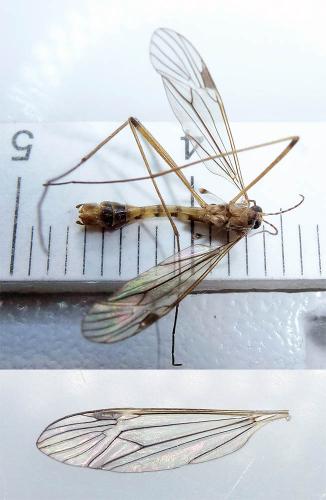 Tipula zonaria