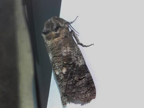 Réf. 167 526 : Cossus cossus