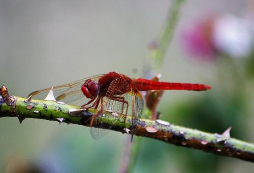 Crocothemis erythraea