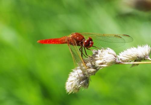 Réf. 167 877 : Crocothemis erythraea