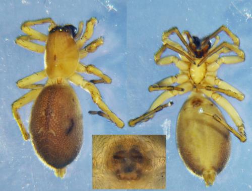 Clubiona similis