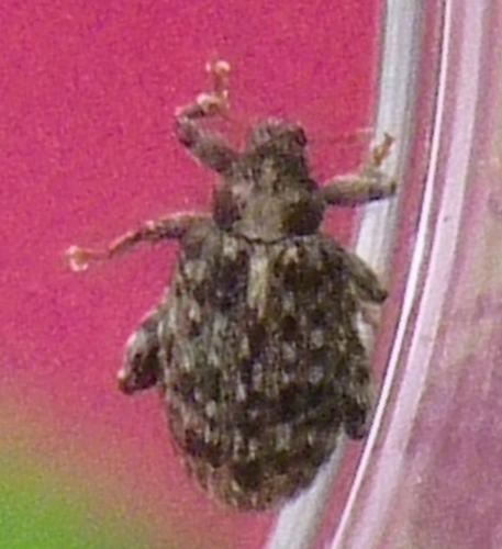 Orchestes pilosus