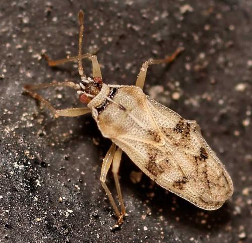 Monosteira unicostata