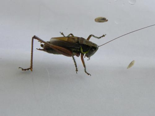 Roeseliana roeselii