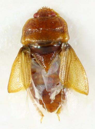 Amnestus sp.
