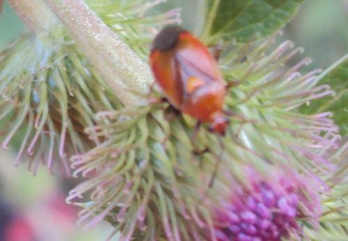 Réf. 167 642 : Deraeocoris ruber