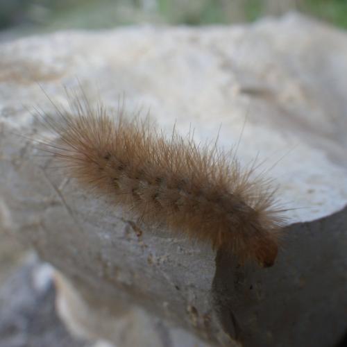 Diaphora mendica