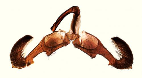 Dichrorampha petiverella