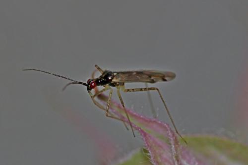 Dicyphus errans