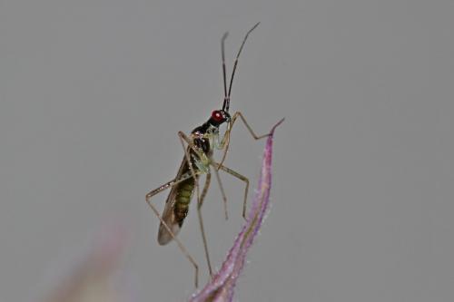 Dicyphus errans