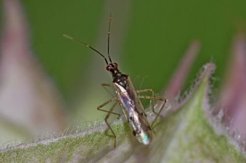 Dicyphus errans