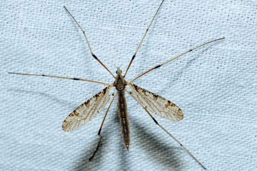Limnophila pictipennis