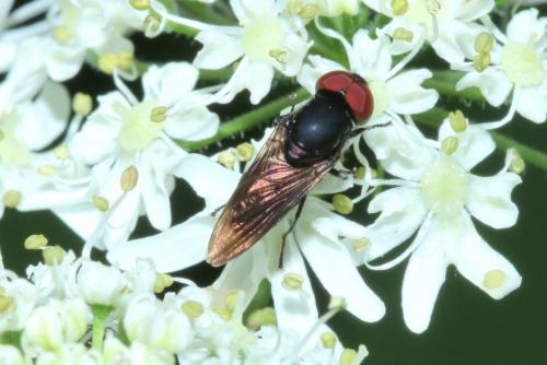Réf. 167 015 : Chrysogaster solstitialis