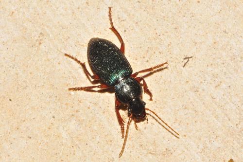 Ophonus sabulicola