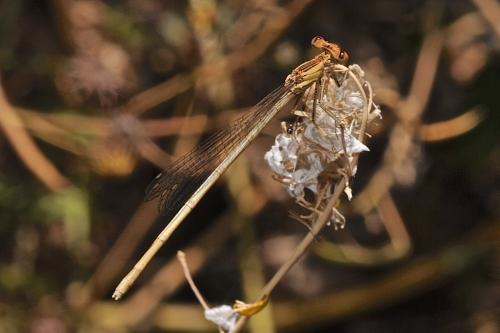 Platycnemis latipes