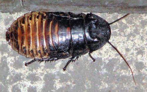 Gromphadorhina portentosa