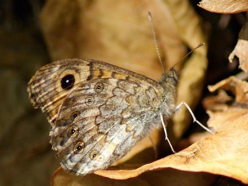 Réf. 167 212 : Lasiommata megera