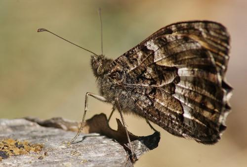 Réf. 167 368 : Hipparchia semele