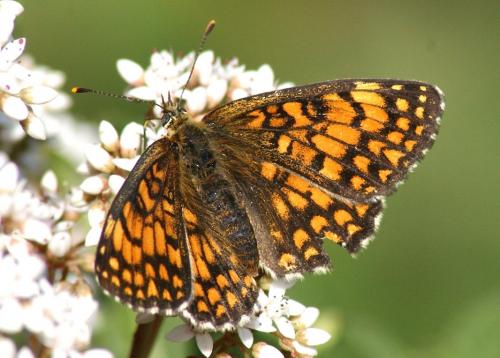 Melitaea athalia celadussa