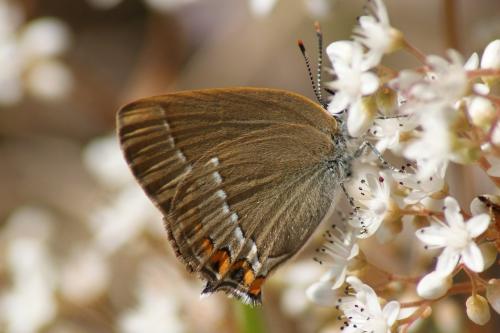 Satyrium acaciae