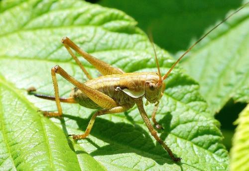 Antaxius sorrezensis