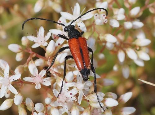 Réf. 167 419 : Stictoleptura cordigera