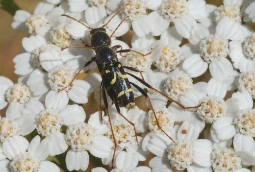 Réf. 167 192 : Clytus rhamni