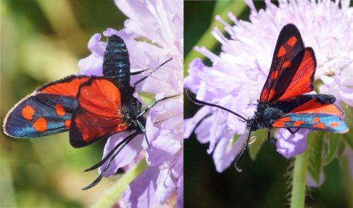 Réf. 167 866 : Zygaena transalpina