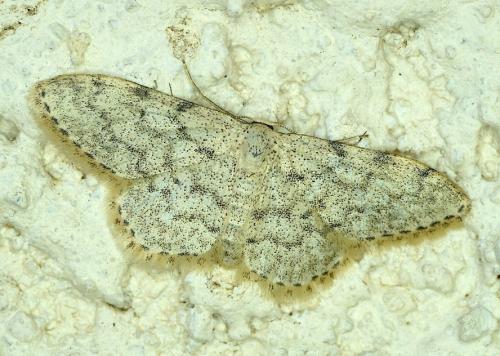 Réf. 167 502 : Idaea sp.