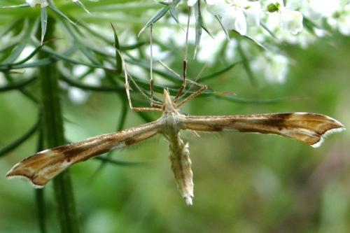 Gillmeria ochrodactyla