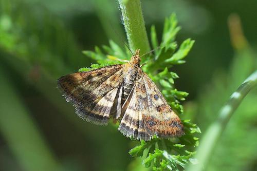 Pyrausta despicata