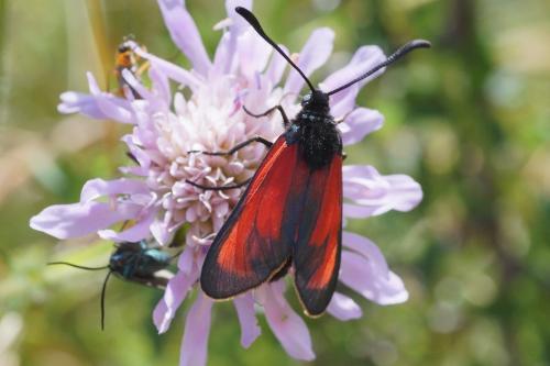 Réf. 167 871 : Zygaena erythrus