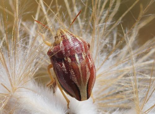 Odontotarsus purpureolineatus