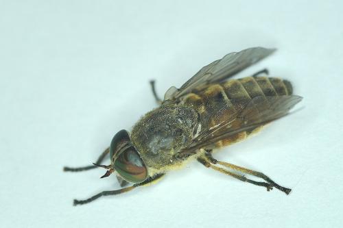 Réf. 167 605 : Tabanus tergestinus