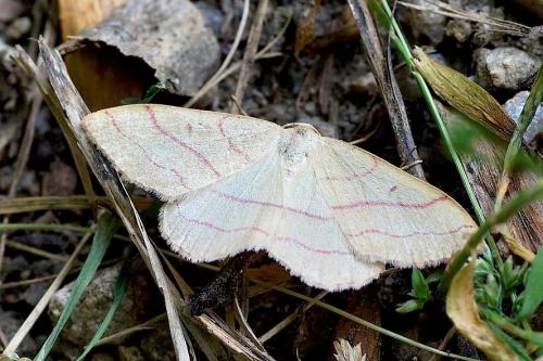 Réf. 167 310 : Rhodostrophia vibicaria