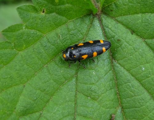 Réf. 167 932 : Ptosima undecimmaculata