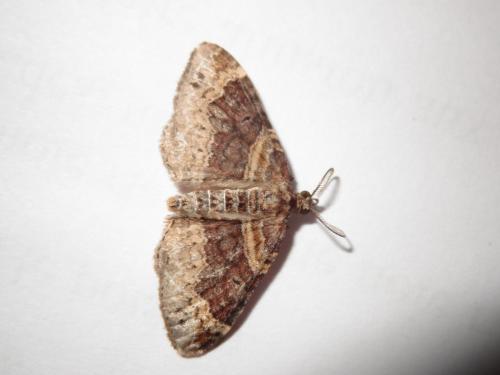 Réf. 167 850 : Xanthorhoe sp.
