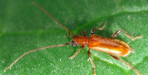 Obrium brunneum