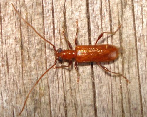 Obrium brunneum