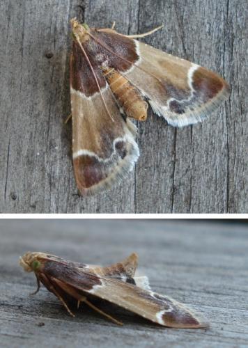Réf. 167 873 : Pyralis farinalis