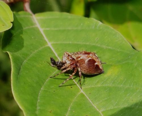 Réf. 167 139 : Oxyopes sp.
