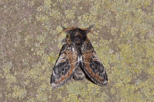 Notodonta tritophus