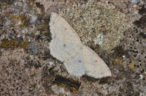 Réf. 167 999 : Cyclophora albipunctata
