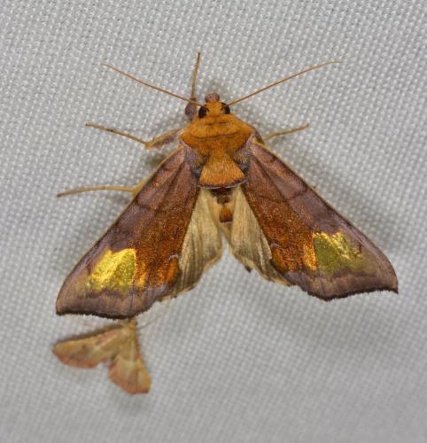 Diachrysia chryson