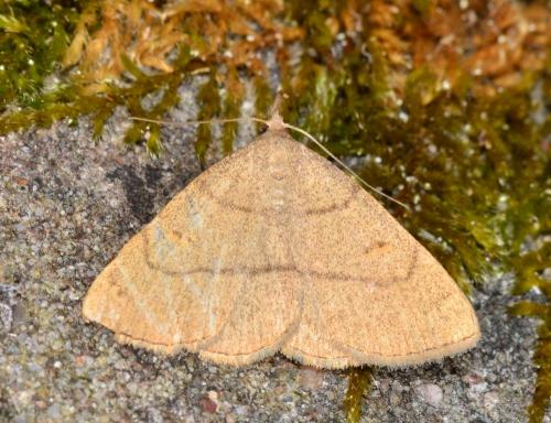 Paracolax tristalis