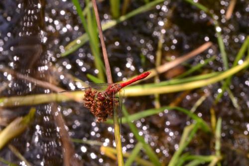 Sympetrum sanguineum