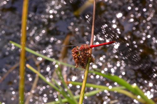Sympetrum sanguineum