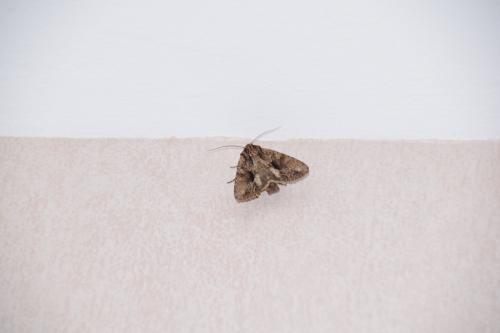 Apamea monoglypha