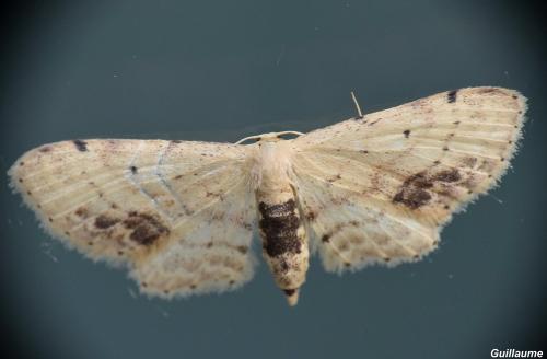 Réf. 167 843 : Idaea dimidiata